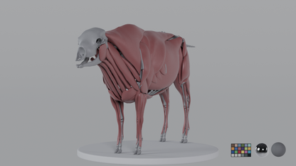 Buffalo