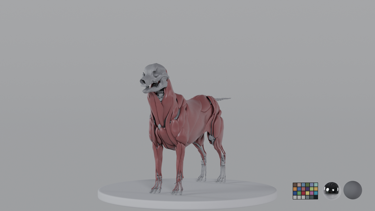 Labrador