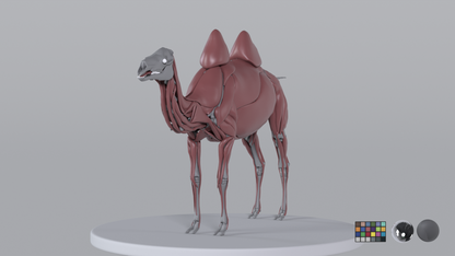 Camel