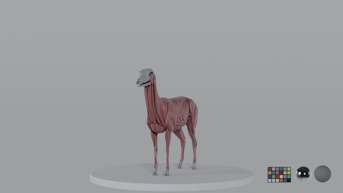 Female Deer