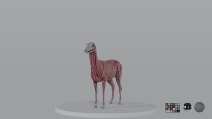 Female Deer