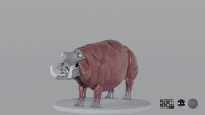 Hippopotamus