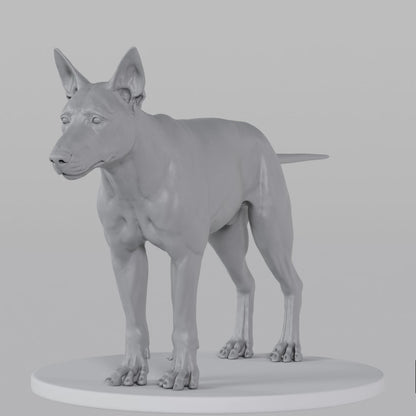 German Sheperd