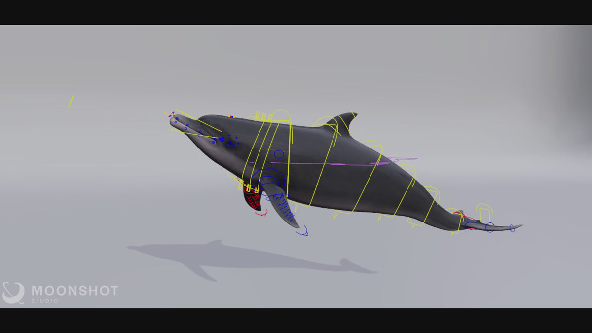 Dolphin