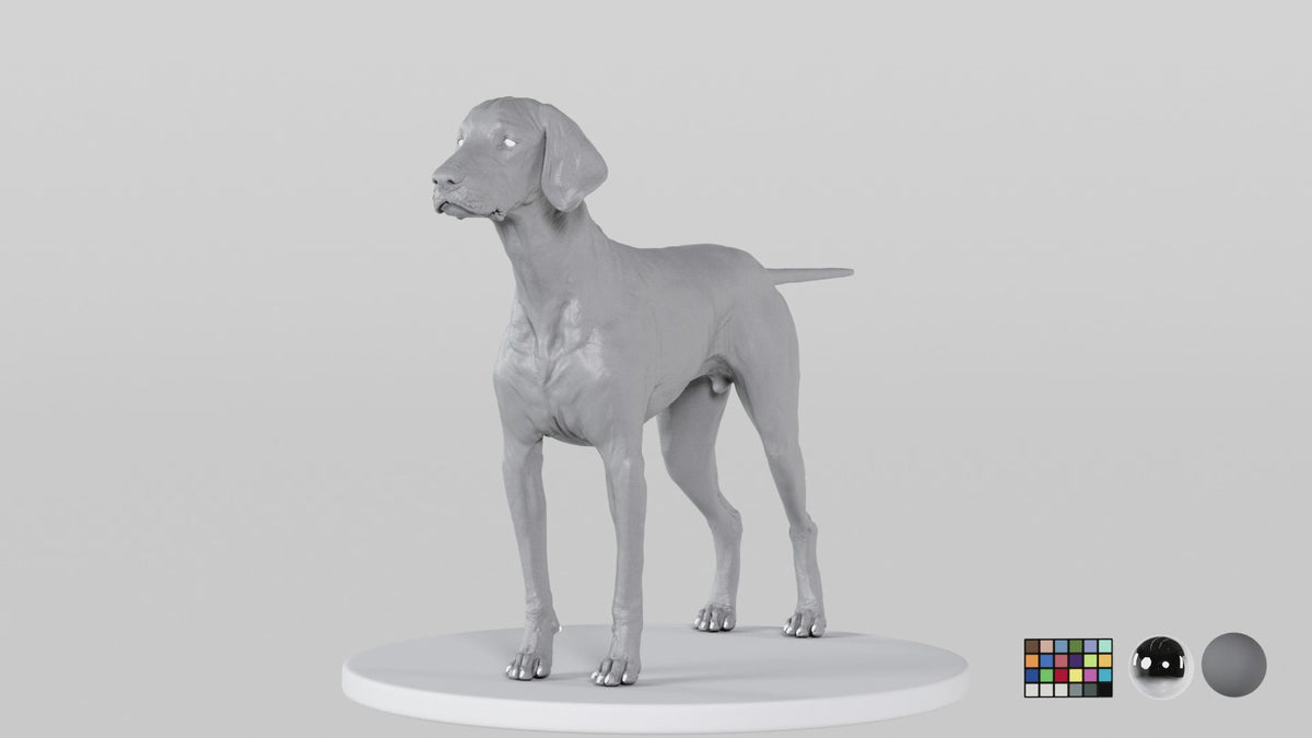 Weimaraner