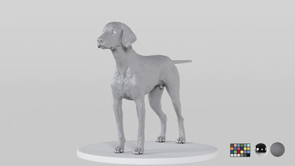 Weimaraner