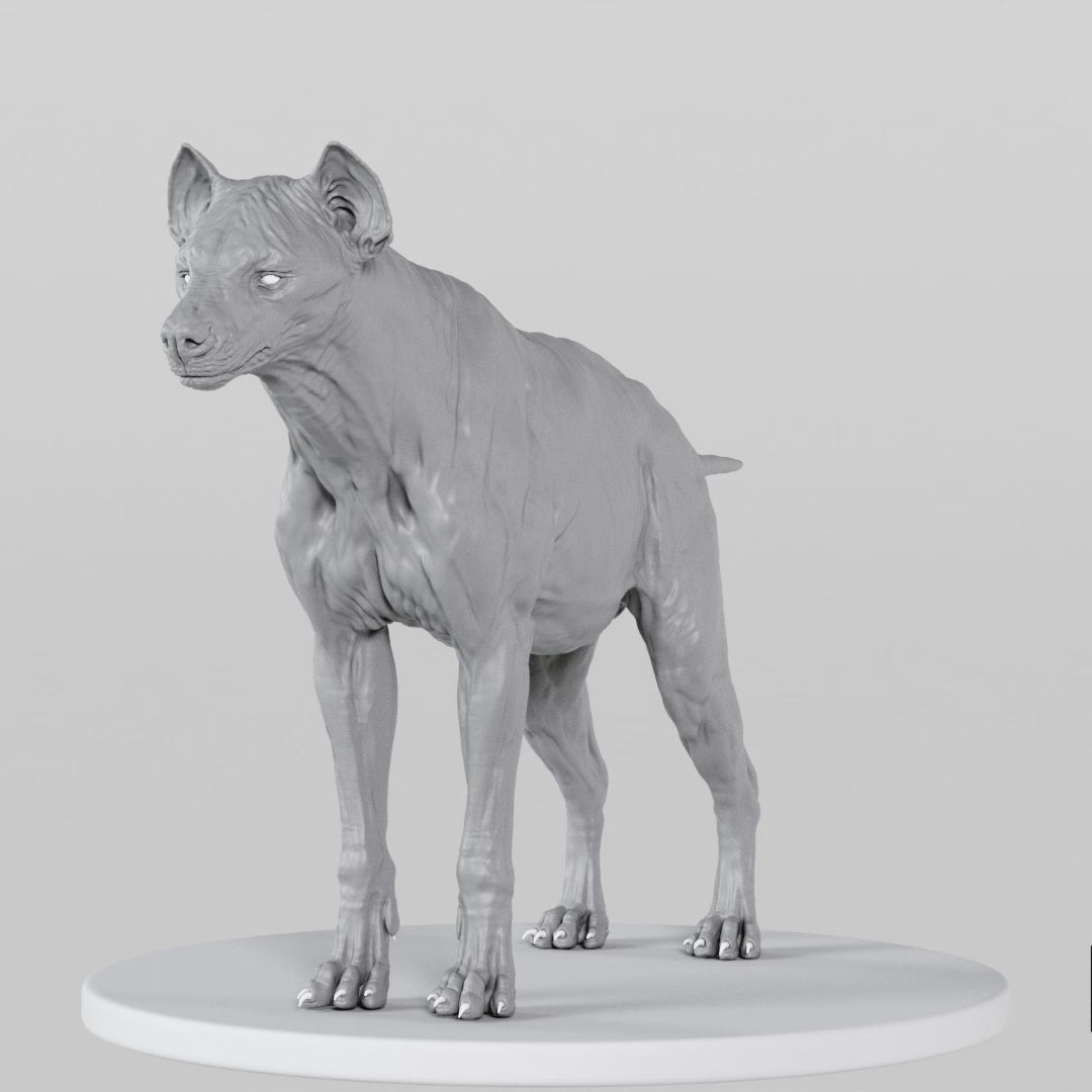 Load video: Hyena