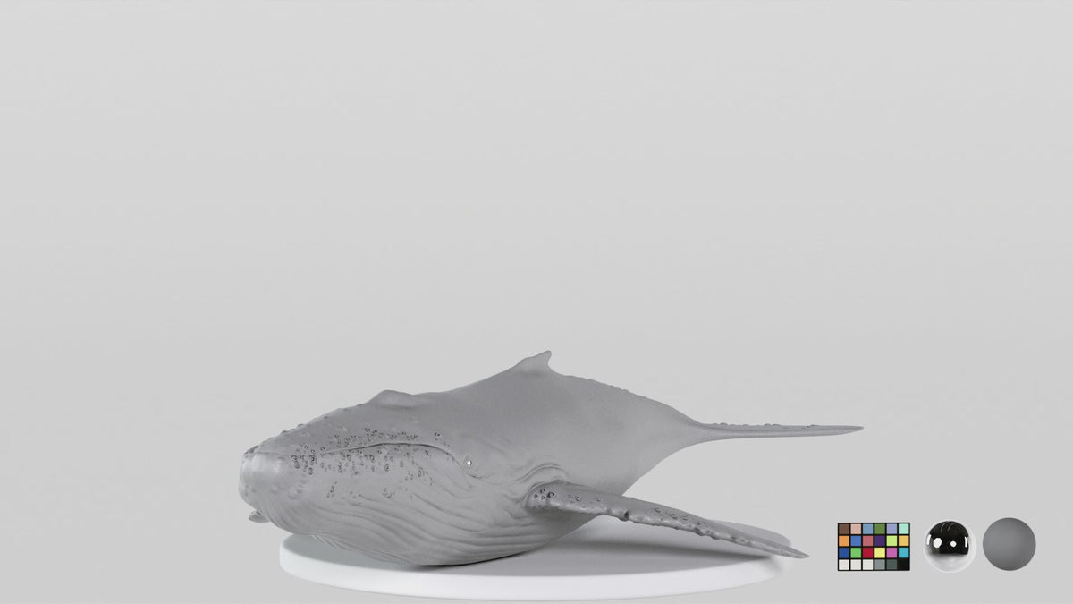 Whale