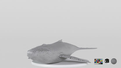 Whale