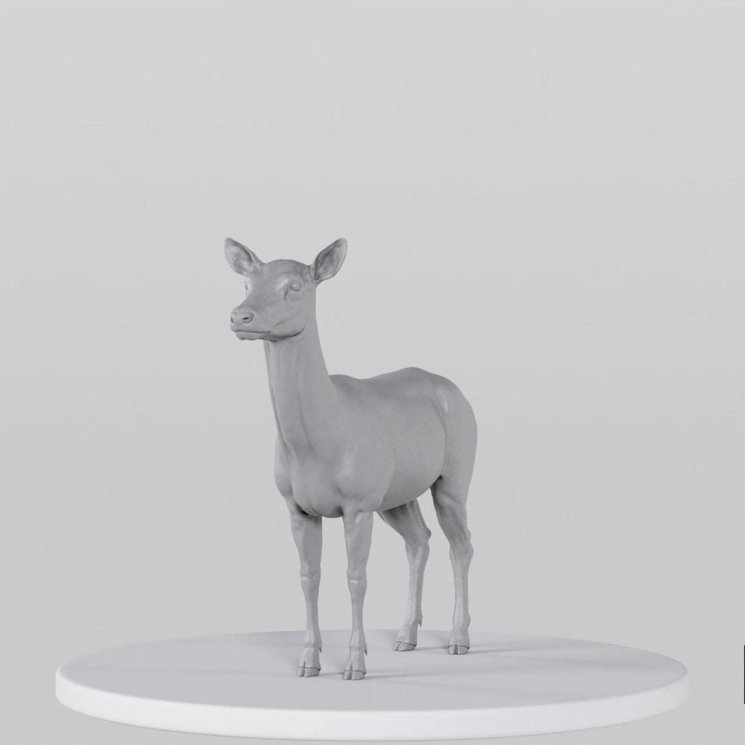 Load video: Female Deer