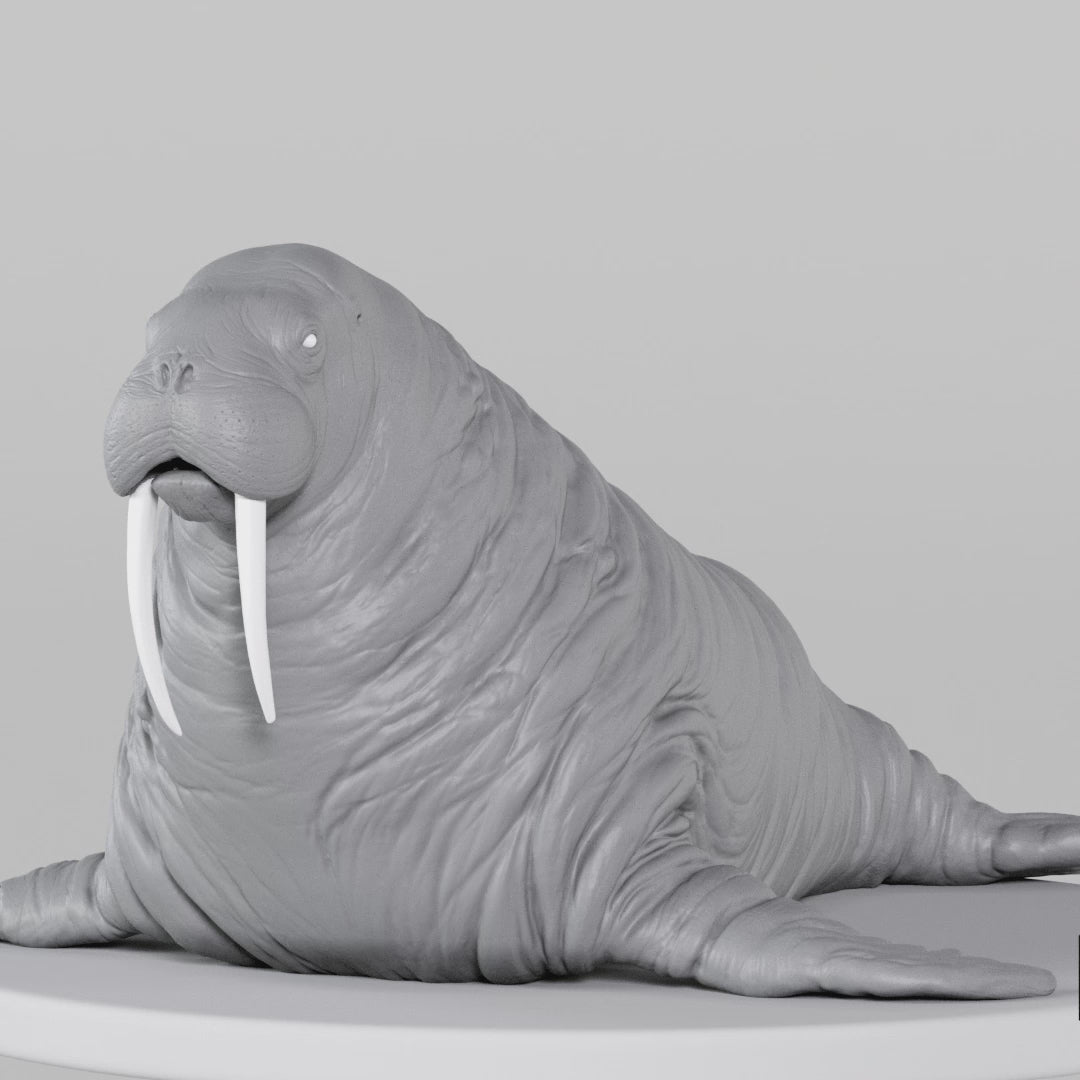Load video: Walrus