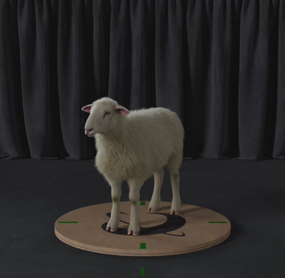 Sheep