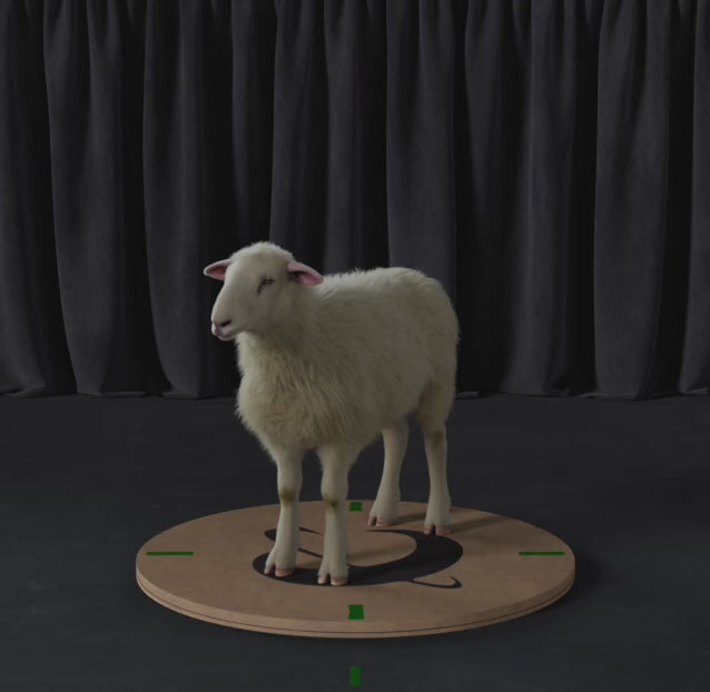Load video: Sheep