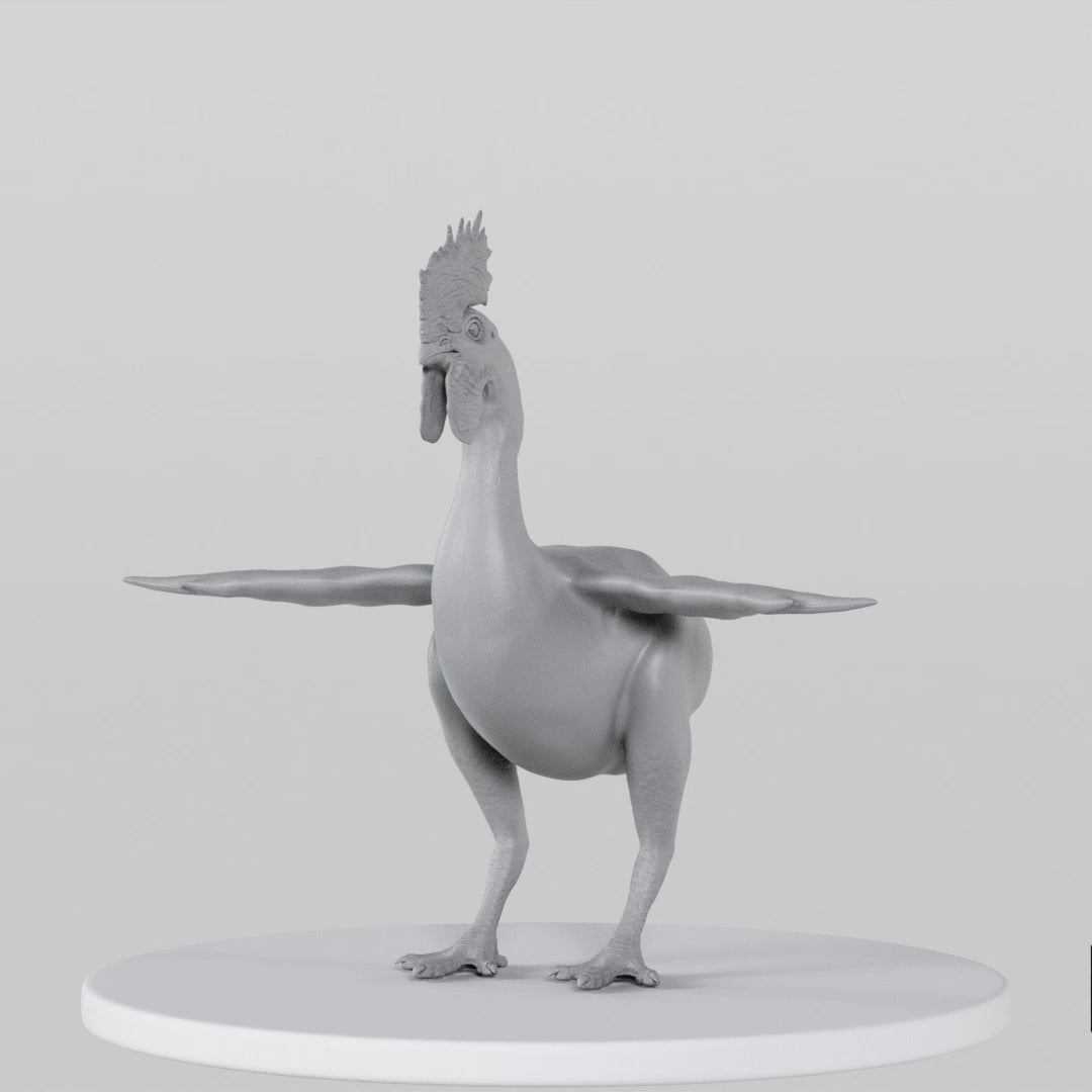 Load video: Rooster