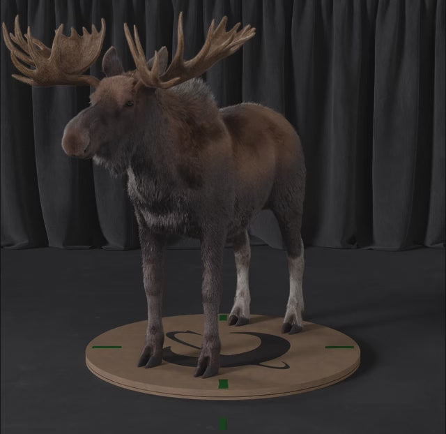 Load video: Moose