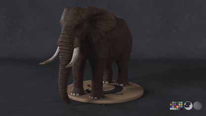African Elephant