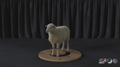 Sheep