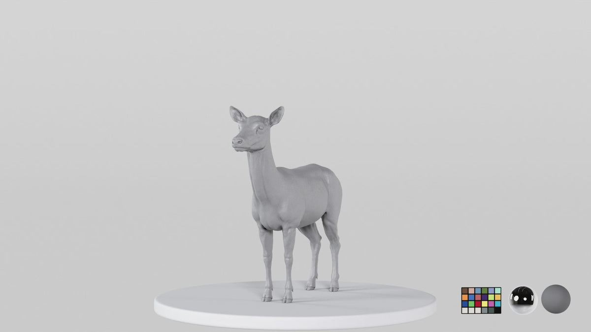 Female Deer
