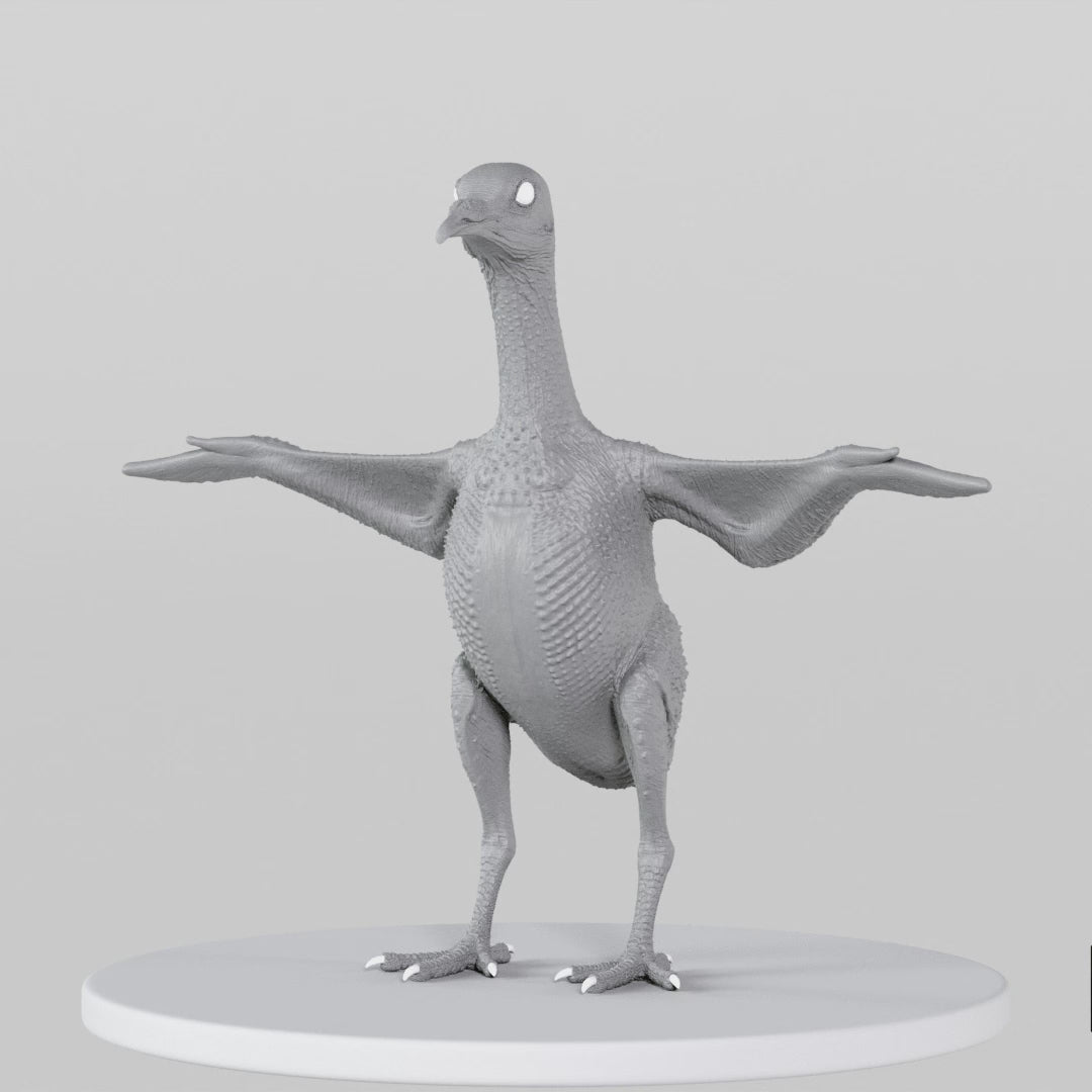Load video: Pigeon