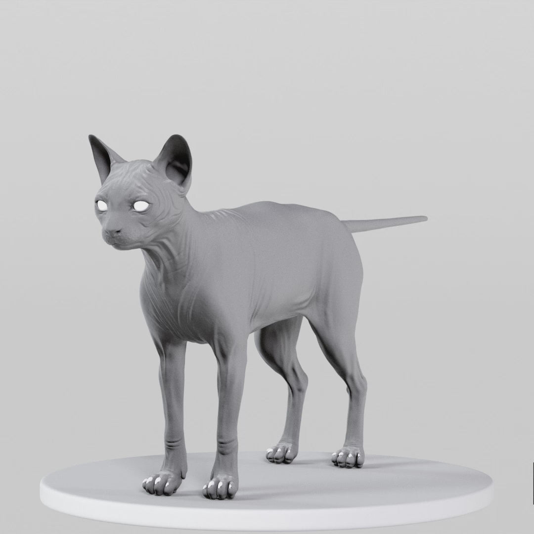 Load video: Cat