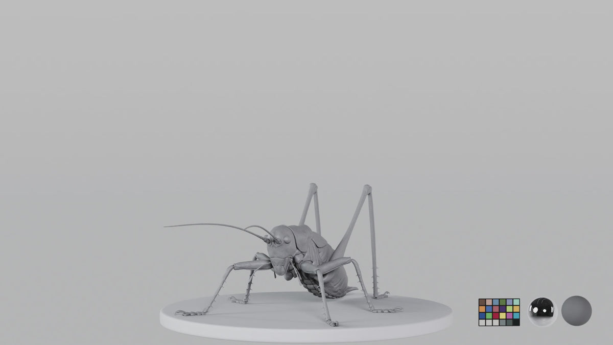 Cricket