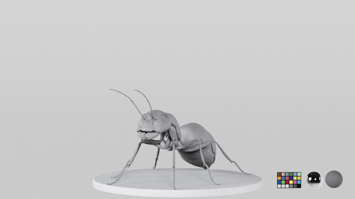 Ant