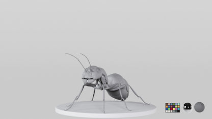 Ant