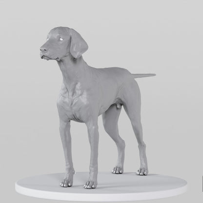 Weimaraner