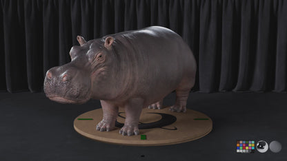 Hippopotamus