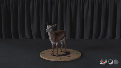 Antelope