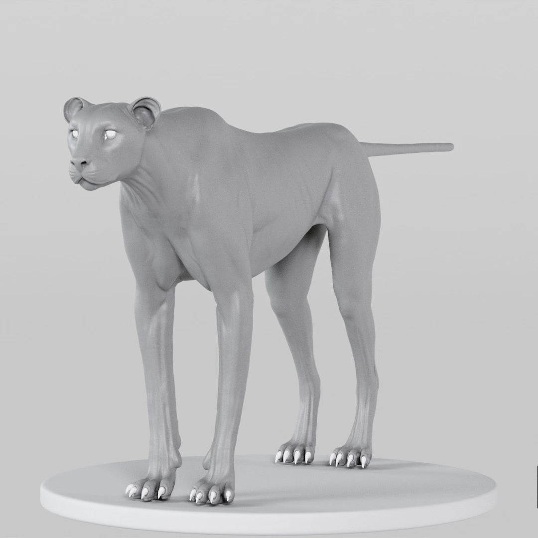 Cheetah