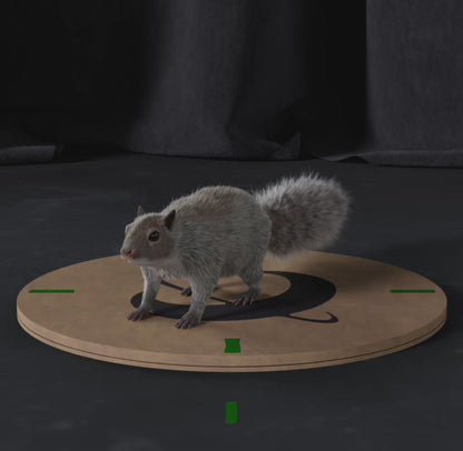 Grey Squirrel