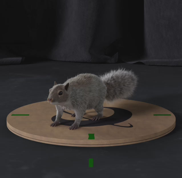 Grey Squirrel