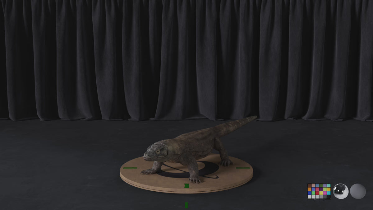 Komodo Dragon