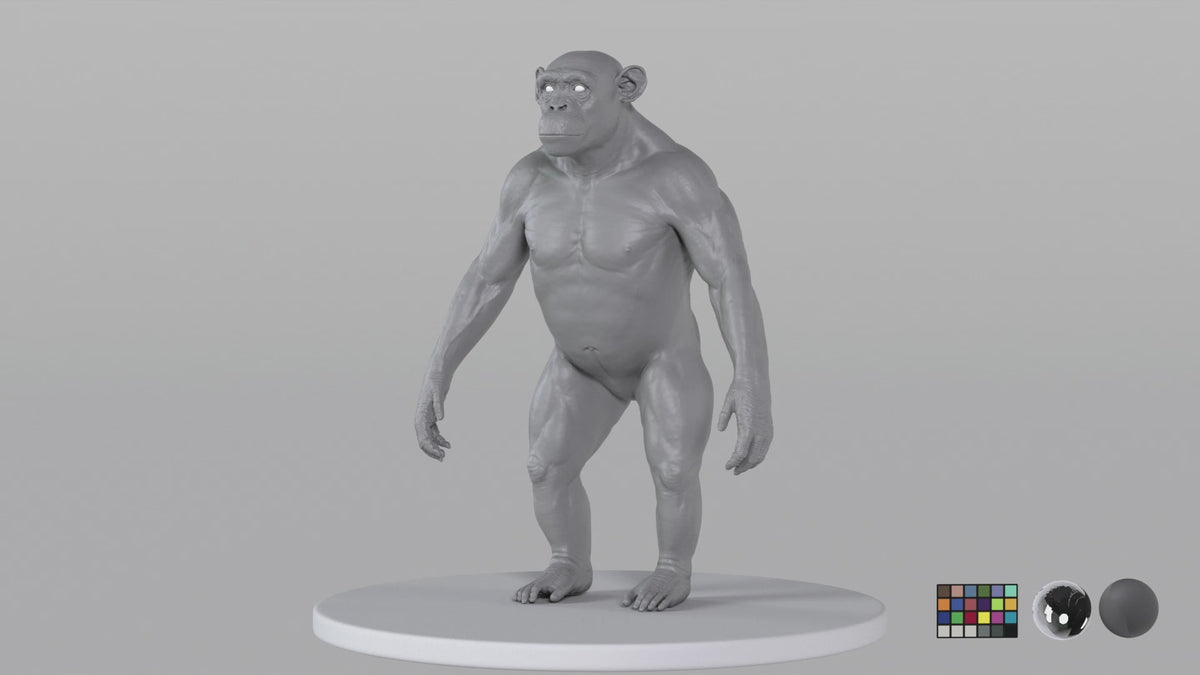 Chimpanzee