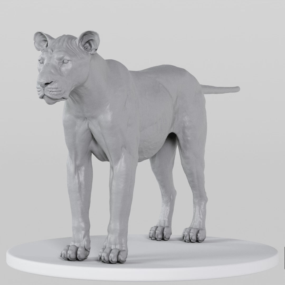 Load video: Lioness