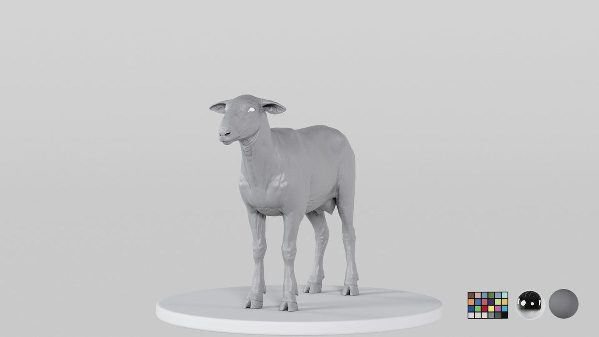 Sheep