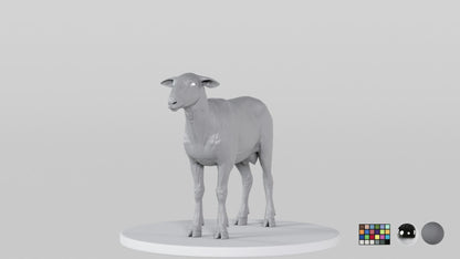 Sheep
