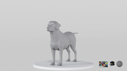 Labrador