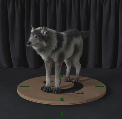 Grey Wolf