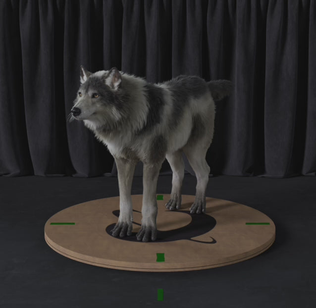 Load video: Grey Wolf