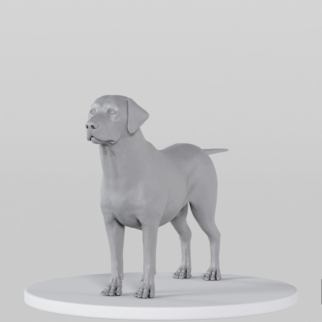 Load video: Labrador