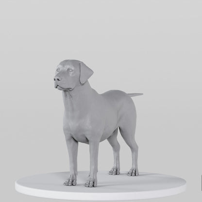 Labrador