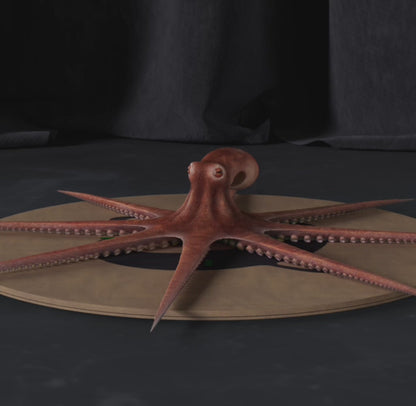Octopus
