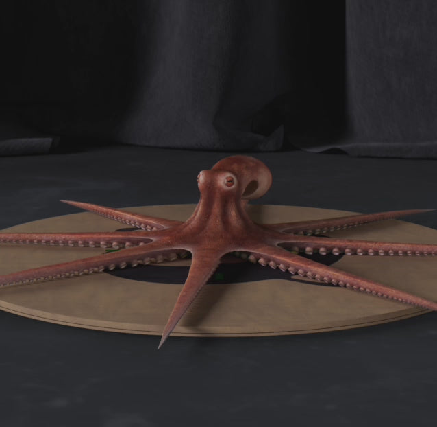 Load video: Octopus