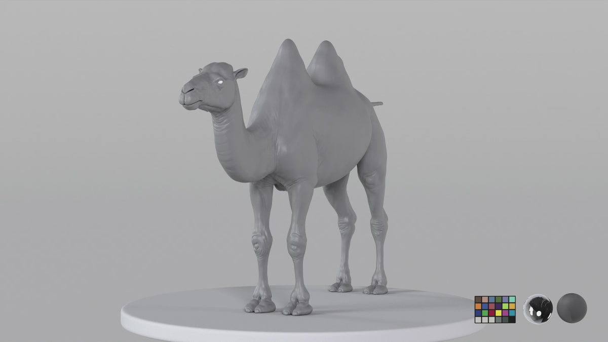 Camel