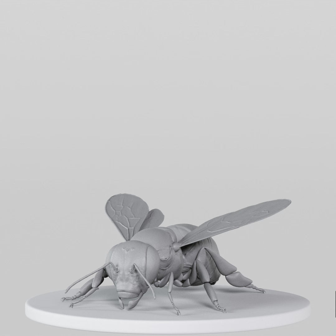 Load video: Bee