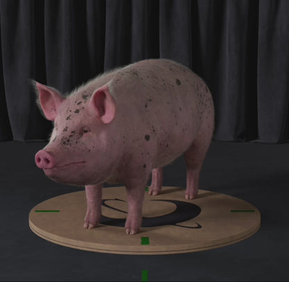 Pig