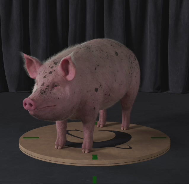 Load video: Pig