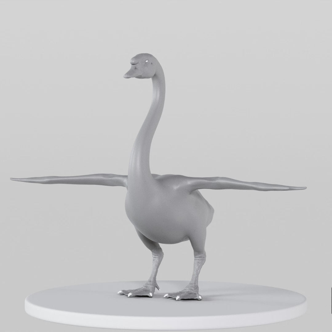 Load video: Swan